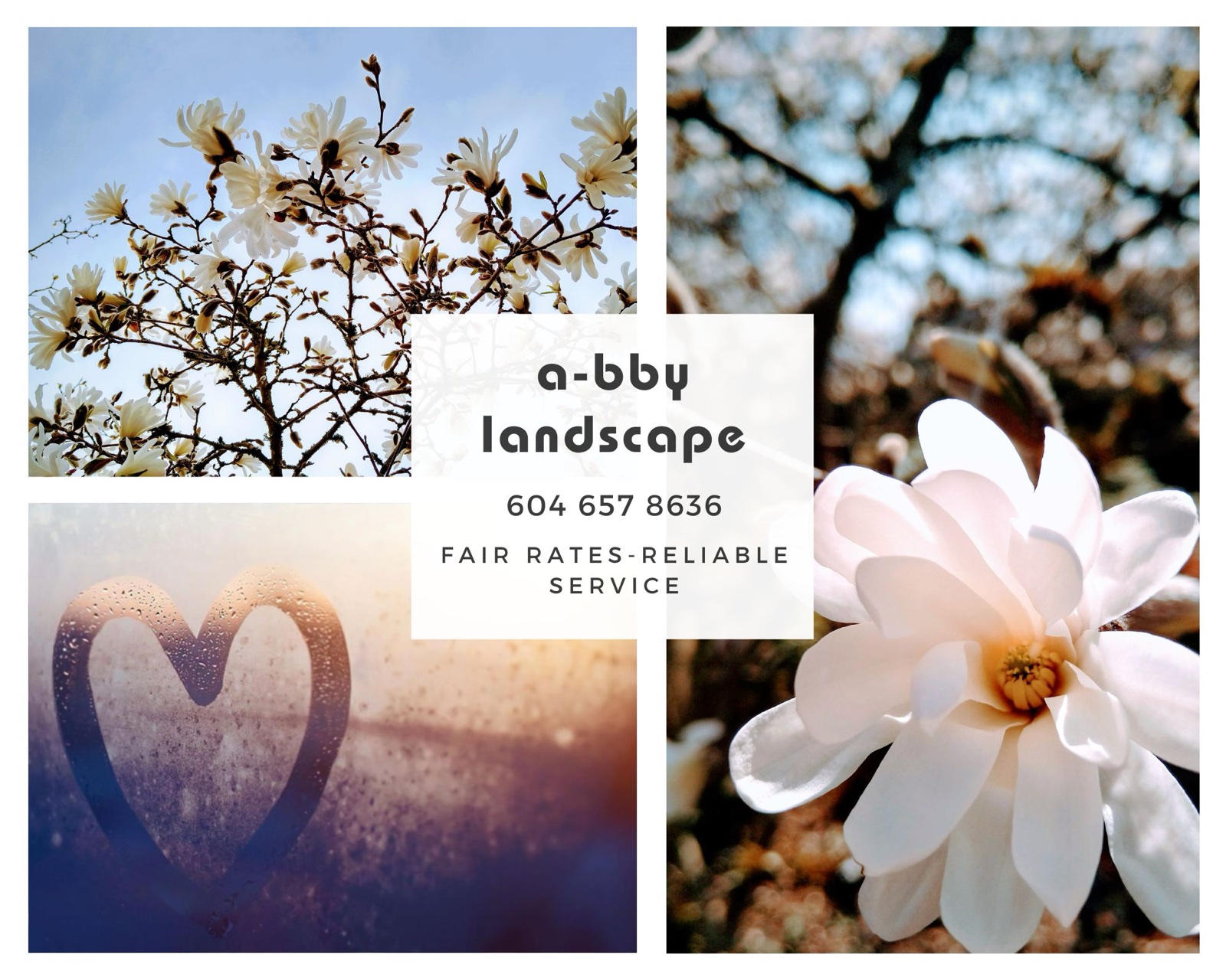 A-BBY Landscape — spring magnolia blossoms