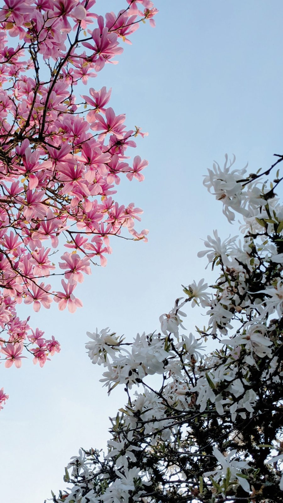 Pink and white magnolia blossoms against a clear spring sky