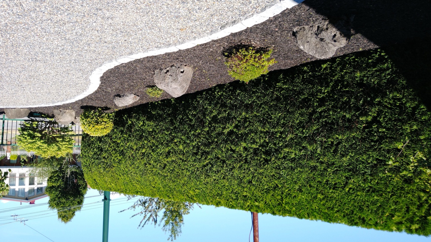 Cedar hedge, squared & topped
