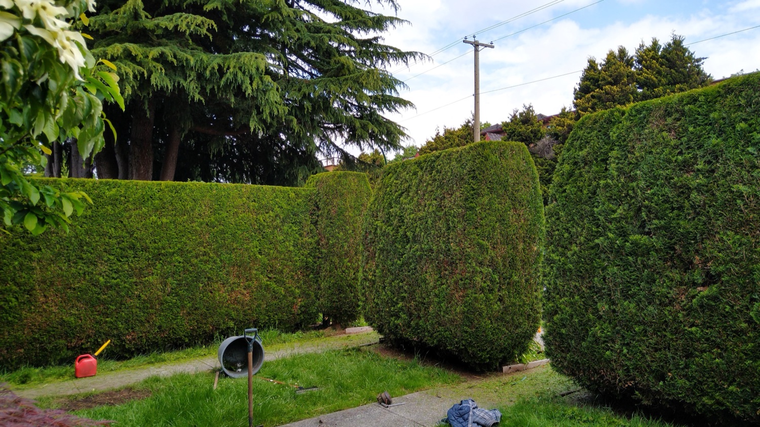 Cedar hedge trimming