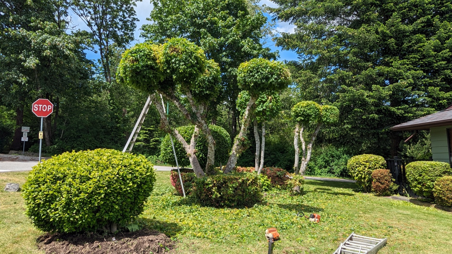 Sculpted topiary & shrub care